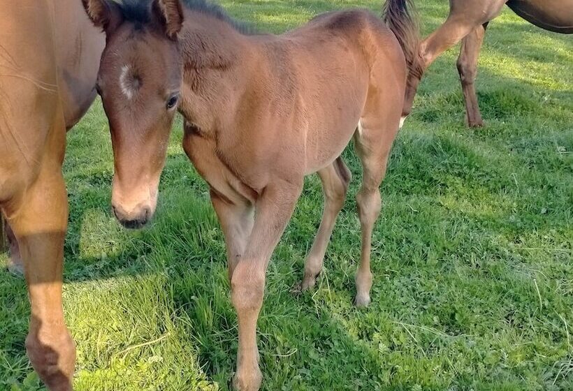بنسيون Le Gîte Du Haras D Havetot