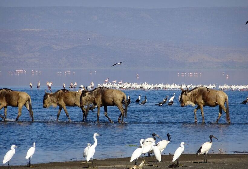 酒店 Africa Safari Lake Natron Camping