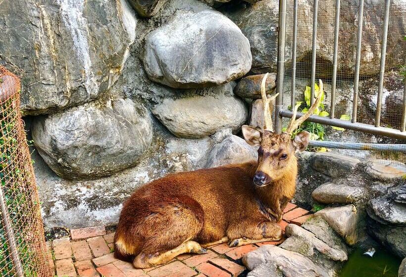 تختخواب و صبحانه Treehouse