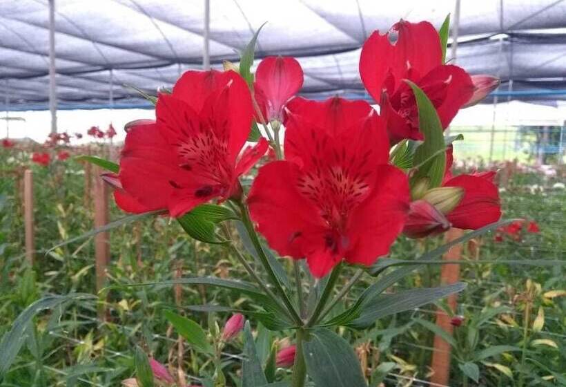 ホテル Pousada Das Flores