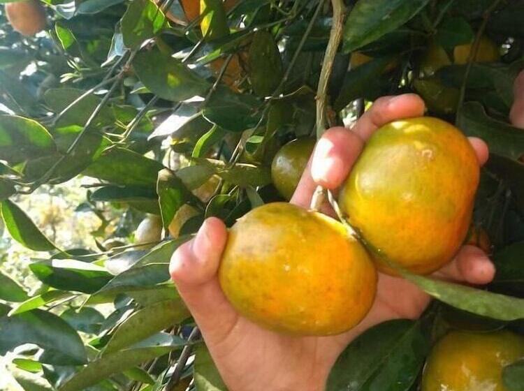 مبيت وإفطار Cabañas Junkolal