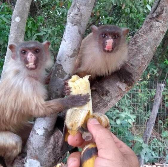 فندق Pousada Sagui