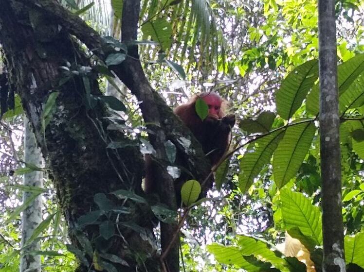酒店 Macaw Jungle Expeditions