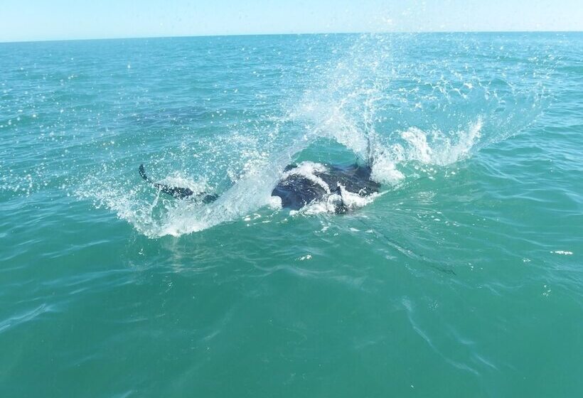 پانسیون Le Gite Du Koniambo