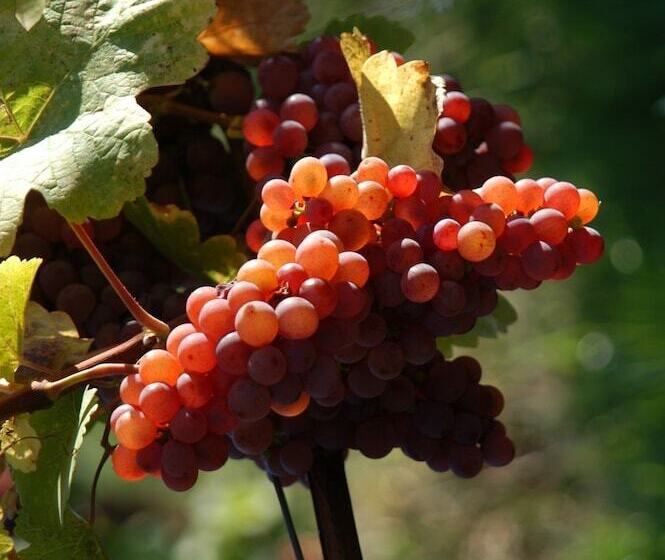 ベッドアンドブレックファースト Weingut Primus   Südsteiermark