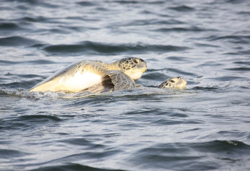 ホテル Vista Al Tortuguero