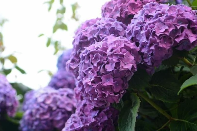 پانسیون Christofer S Rooms