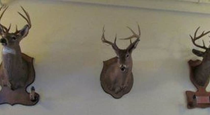 酒店 Macarthur Inn