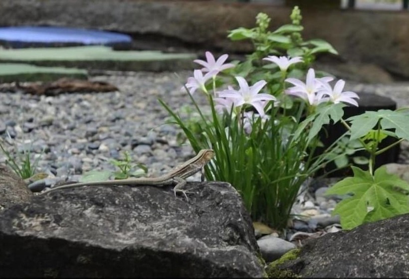 هاستل Acuali Eco Hostal