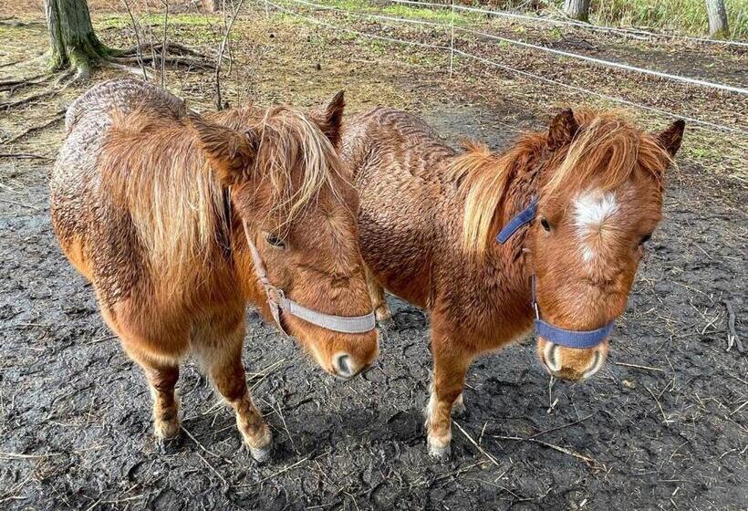 膳宿费 小さな森の貸し切り宿forest House Ranapirica