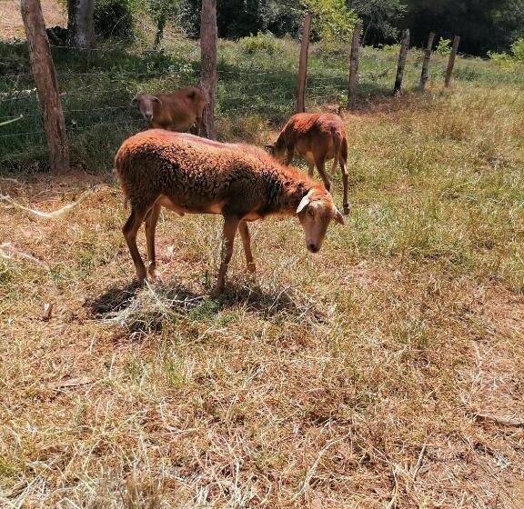 هتل کپسول Campestre La Maria