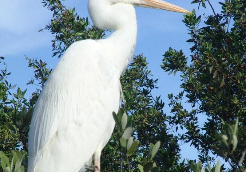 فندق The Pelican Key Largo Cottages