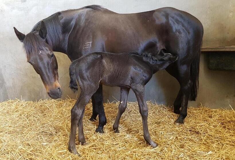 酒店 The Stables   Farm Stay