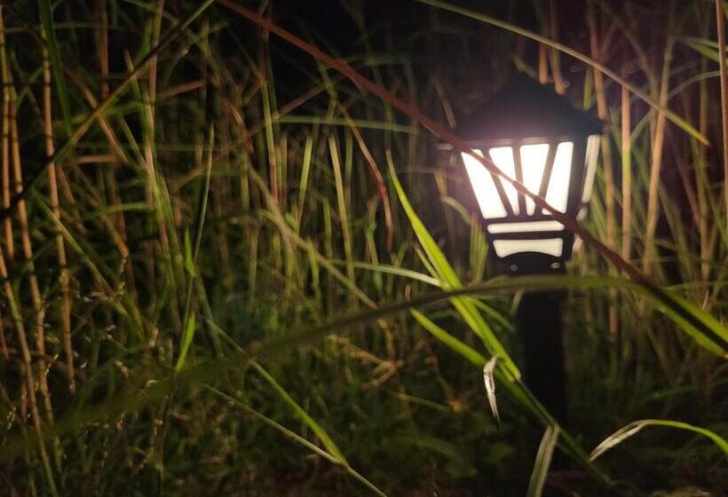 The Dandelion   Colonels Jungle Resort