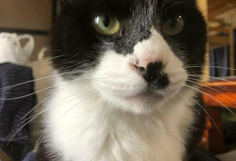 膳宿费 Nihonichi Shoboi Guest House   Vacation Stay 13383