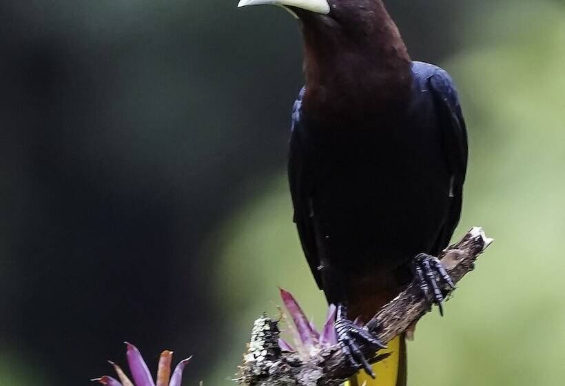 Bed and Breakfast Arte De Plumas Birding Lodge