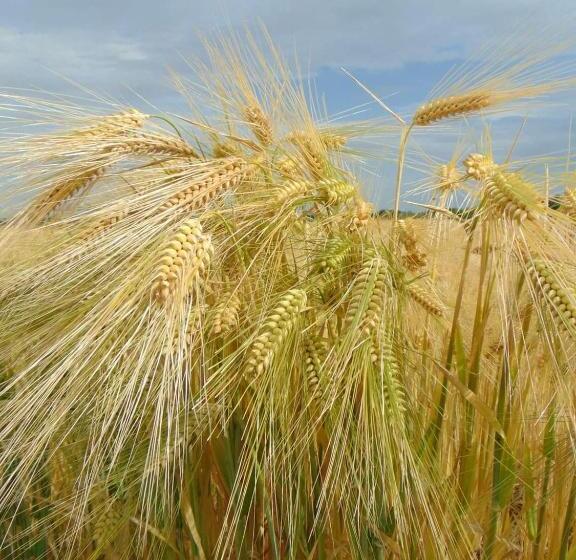 تختخواب و صبحانه Cottage Spa Ada