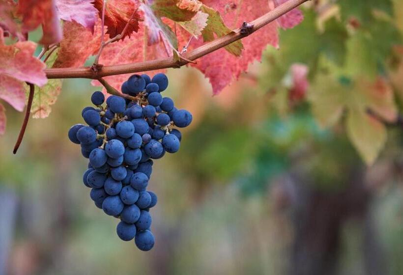 La Casa Del Vino   B&b