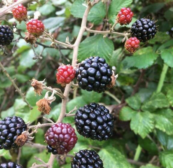 فندق صغير Plume Of Feathers