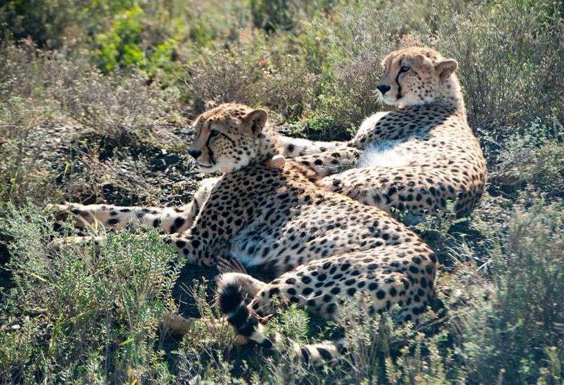Пансион Kwandwe Private Game Reserve Melton Manor