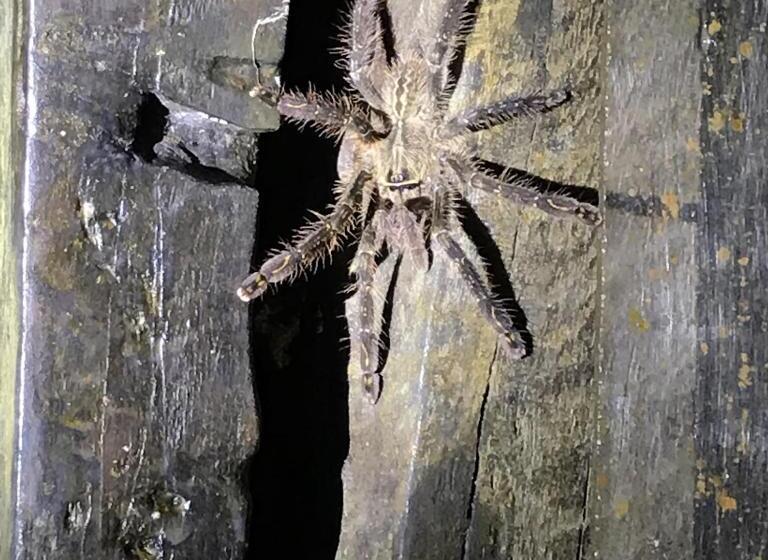 בית מלון כפרי Sinharaja Forest Edge