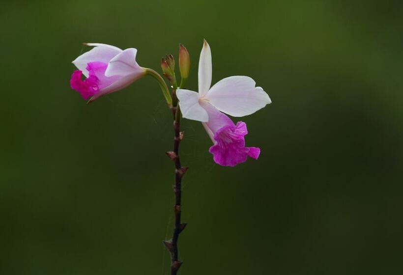 The Rainforest Ecolodge