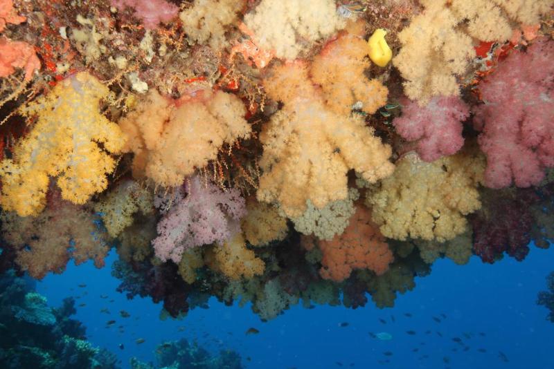 هاستل Maravu Taveuni Lodge
