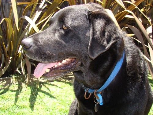 بنسيون Busselton Guest House