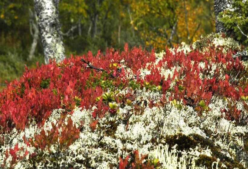هتل Buustamons Fjällgård