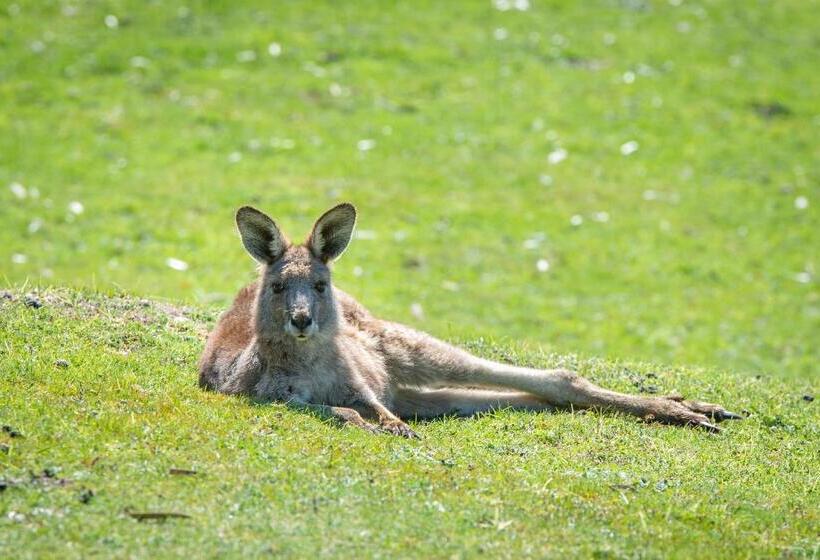 Halls Gap Motel