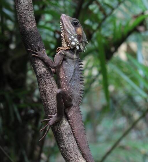 호스텔 Daintree Crocodylus