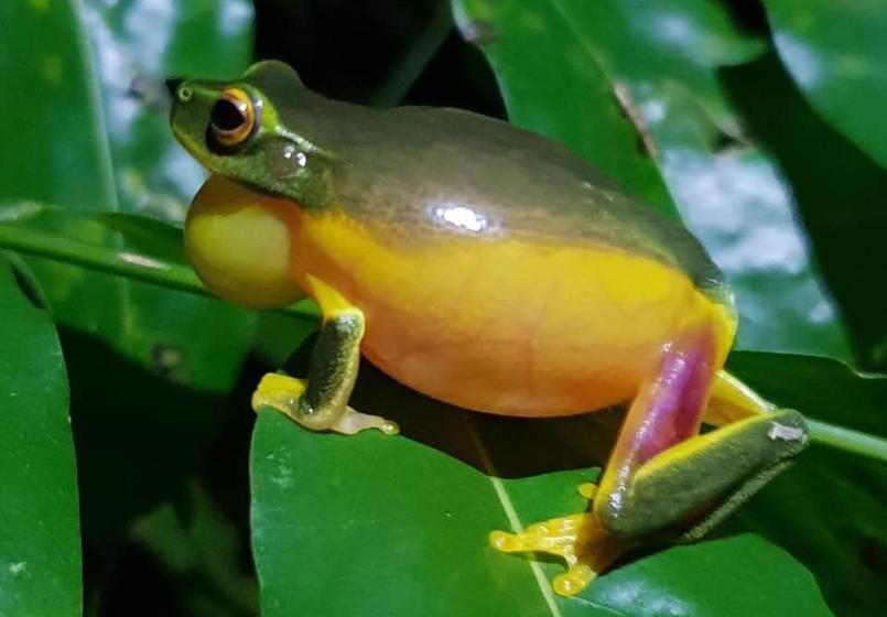 호스텔 Daintree Crocodylus