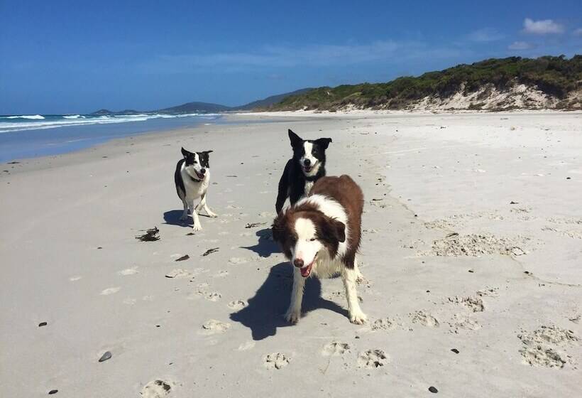 فندق Sandpiper Ocean Cottages