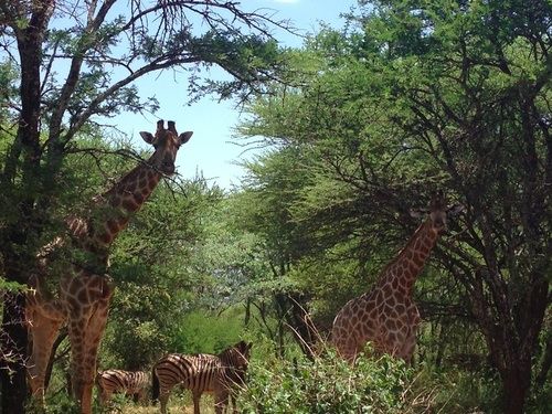 ホテル Buyskop Lodge