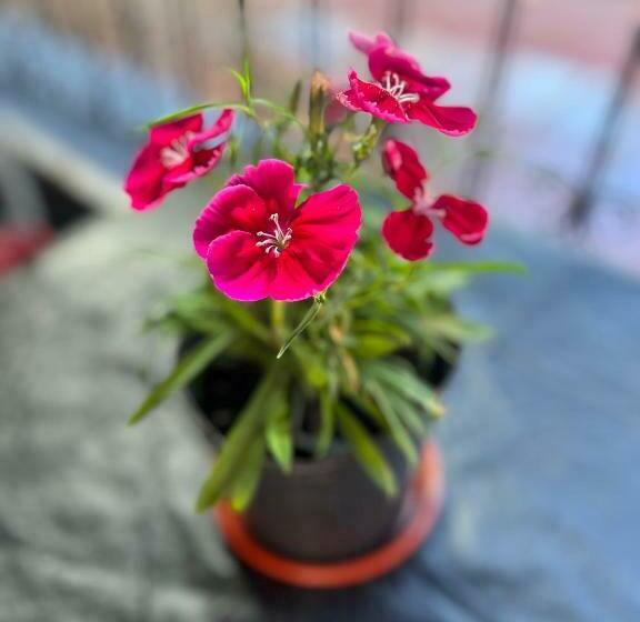 هاستل Nature Iguazu Hosteria