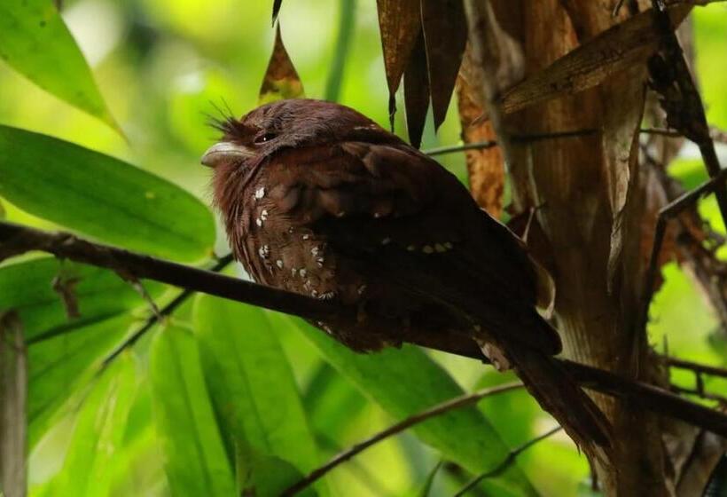 Общежитие Rainforest View Hostal And Rainforest Tours