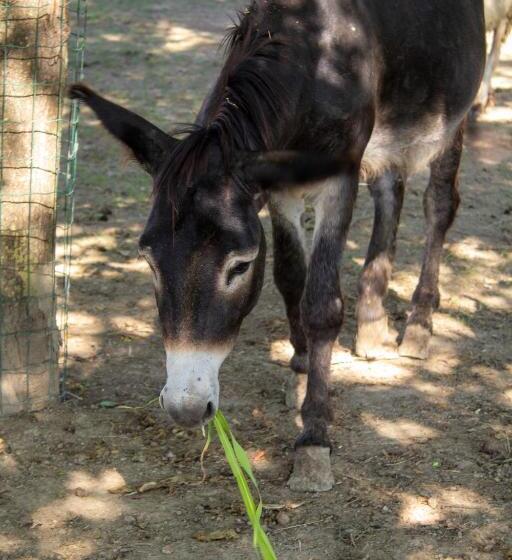 צימר Ranch Borgo Bella Vita