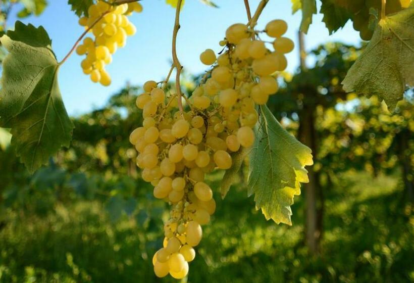 בית מלון כפרי Agriturismo Dartora