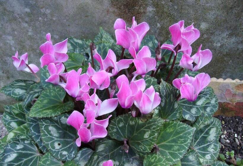 هتل Antica Villa La Viola