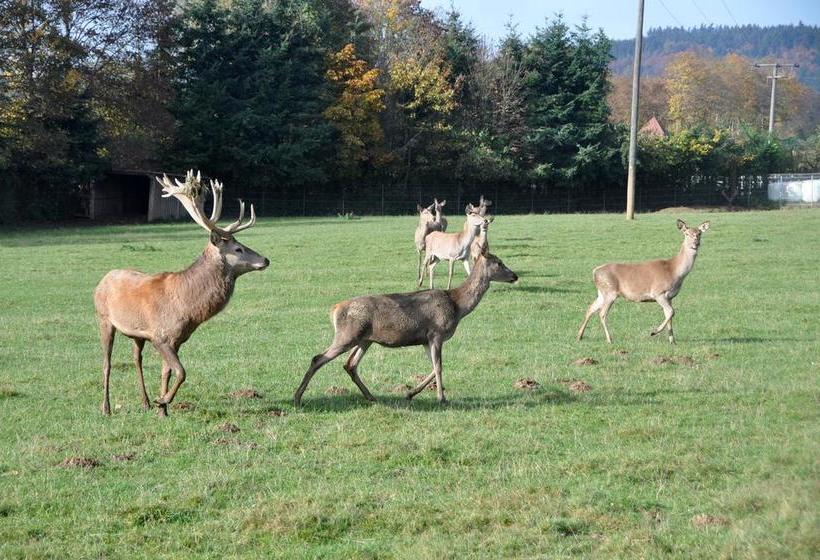 Отель Eifelperle