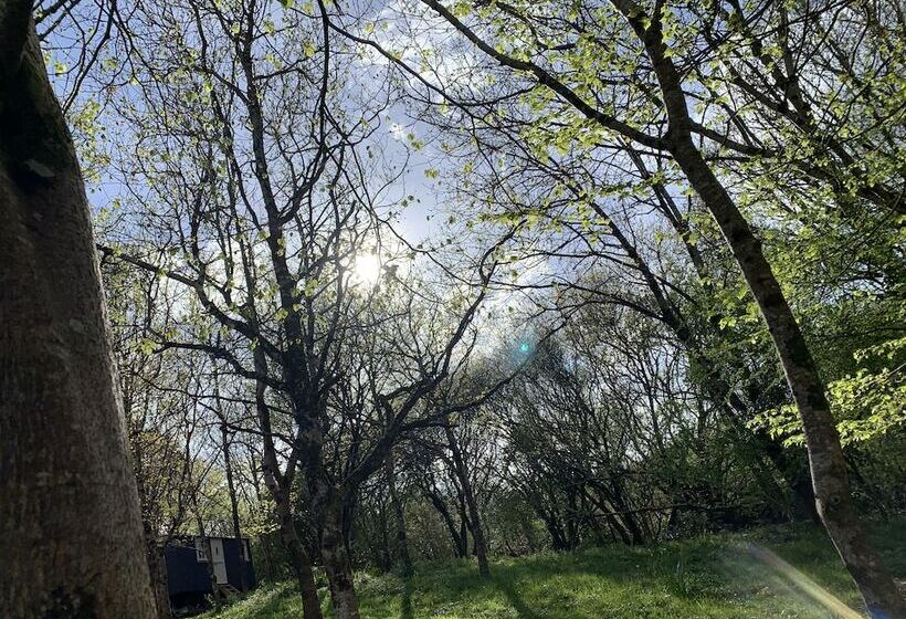 Cornwall Woodland Dog Friendly Shepherd S Hut