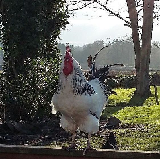 تختخواب و صبحانه Goldilands