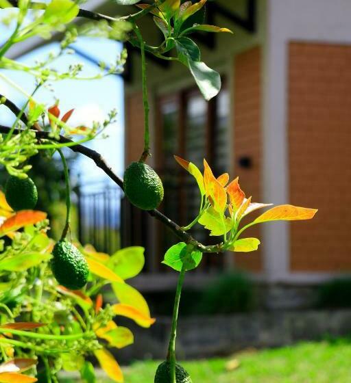 בית מלון כפרי Kalongo Farm Ecosystem Homes