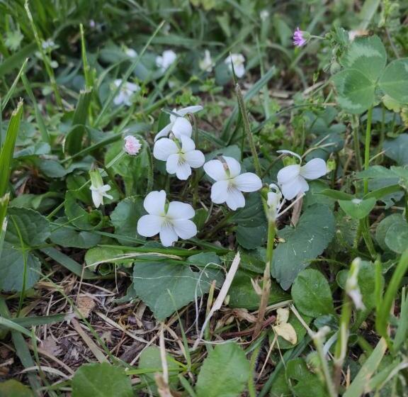 צימר Le Viole Bianche