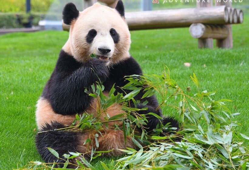 בית מלון כפרי Taoya Shirahama Senjyo