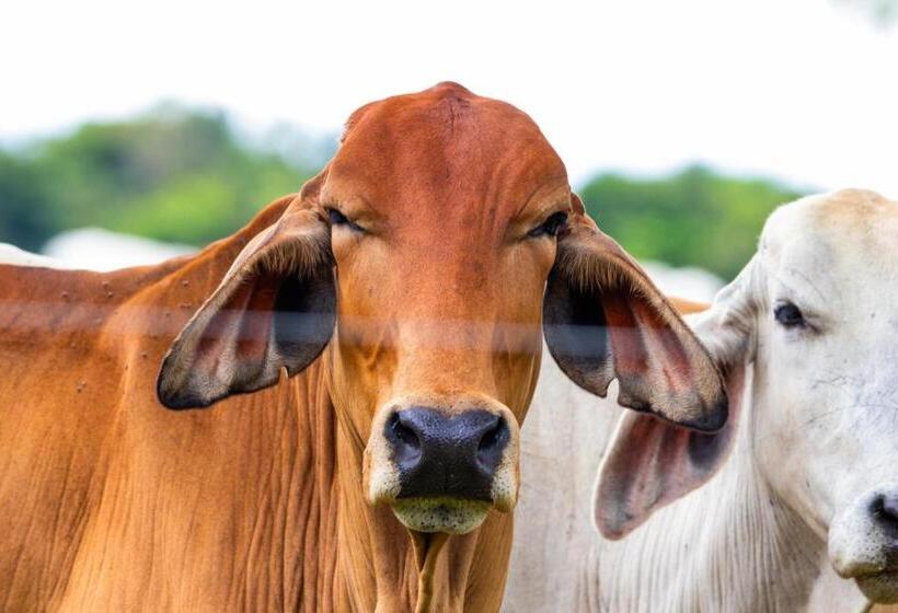 هتل Paloverde Villas Campestres