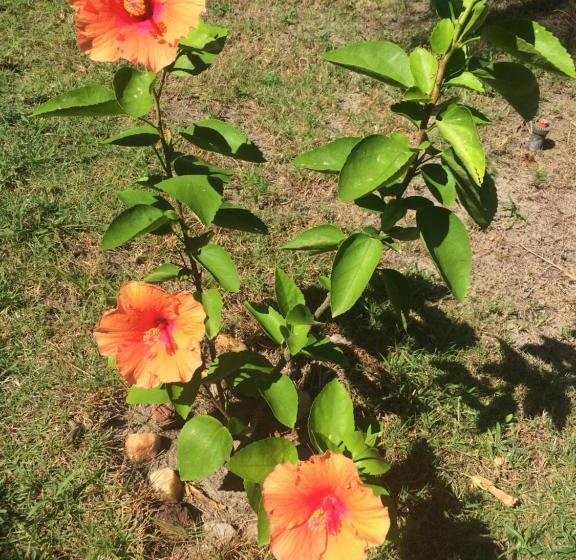 مبيت وإفطار Pousada Kite Guajiru