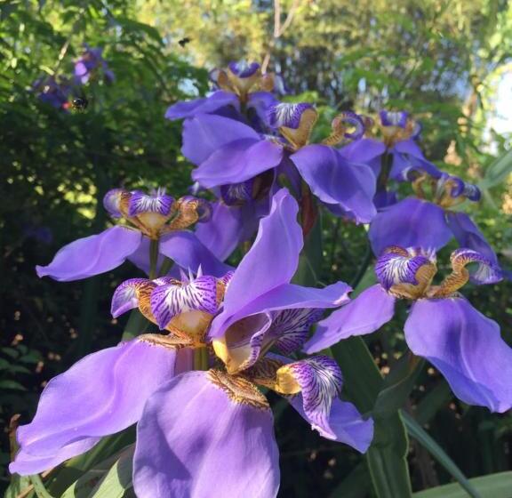 ユースホステル Guappo Socorro