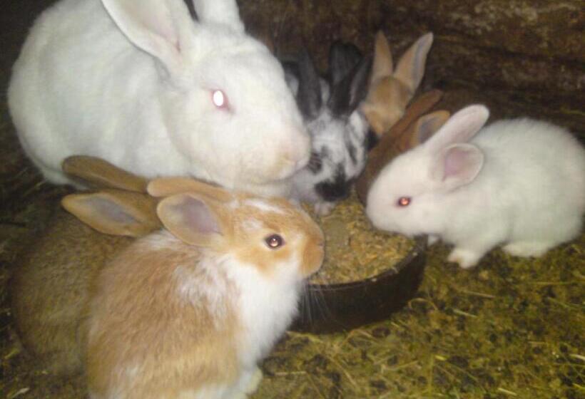 هتل Privat Apartma Ulrych