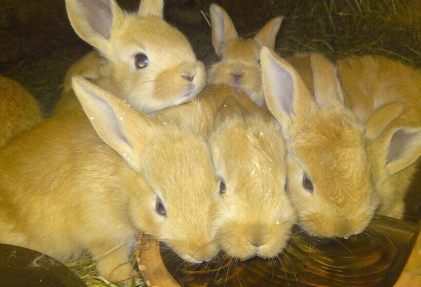 هتل Privat Apartma Ulrych